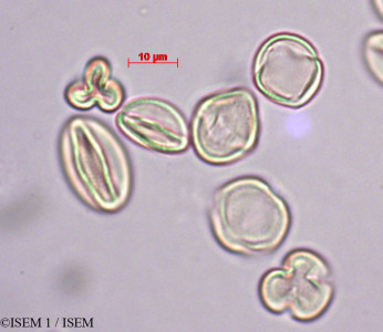 Philadelphus coronarius - lame n° 27888